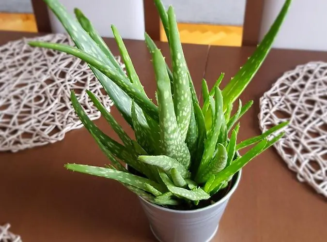 Wygodny Przestronny Janowskie Blonia Apartment *